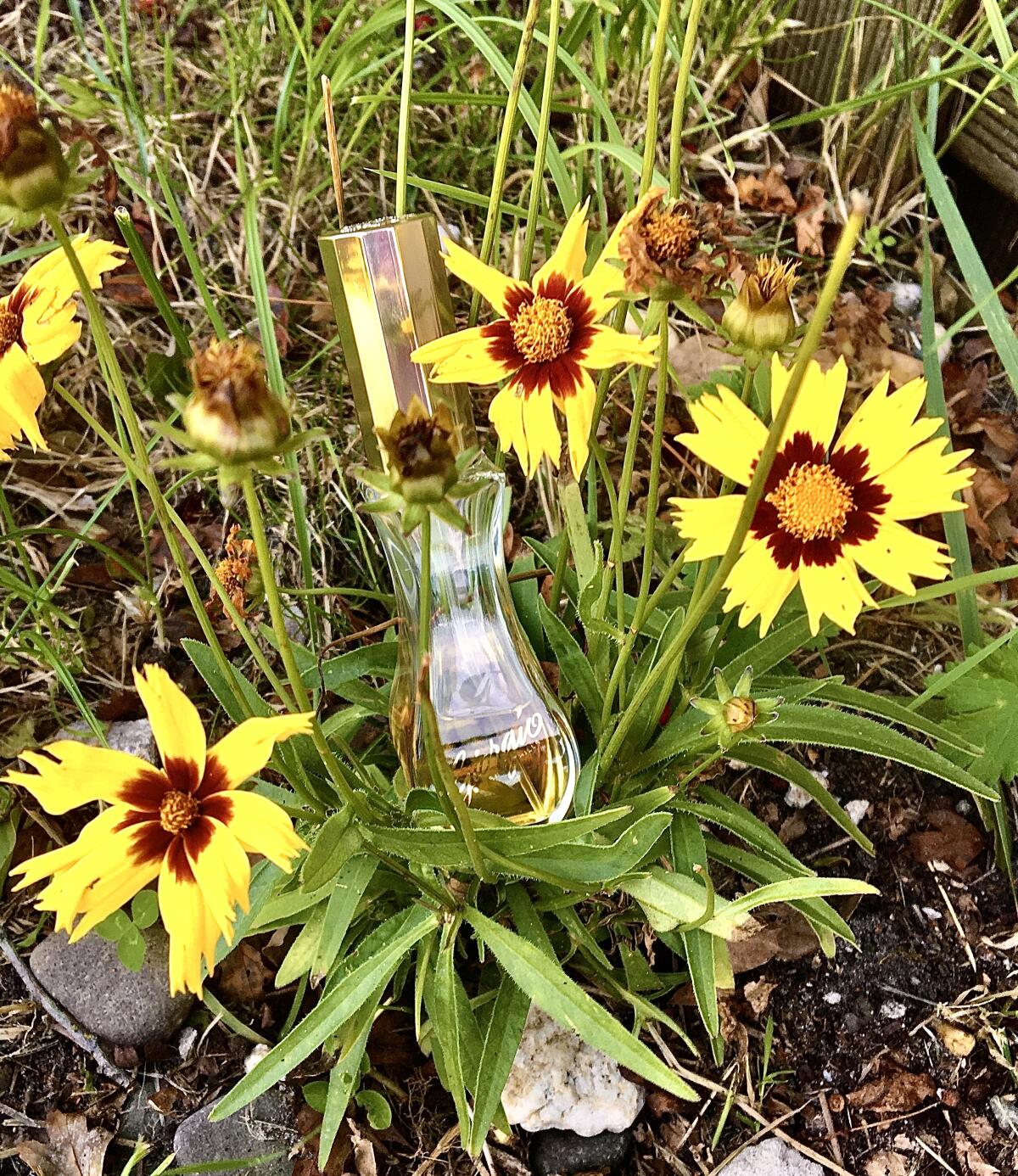 Giorgio by Giorgio Beverly Hills Eau De Toilette Spray