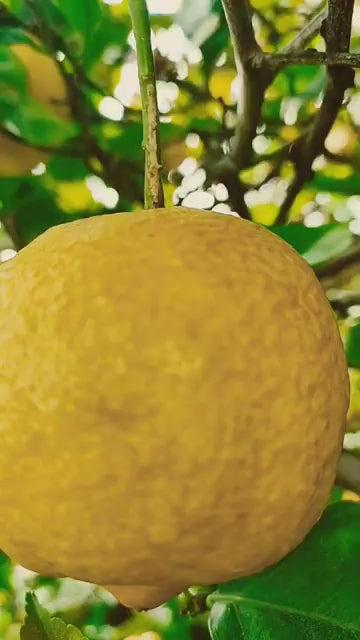 Vince Camuto Terra by Vince Camuto Eau De Toilette Spray